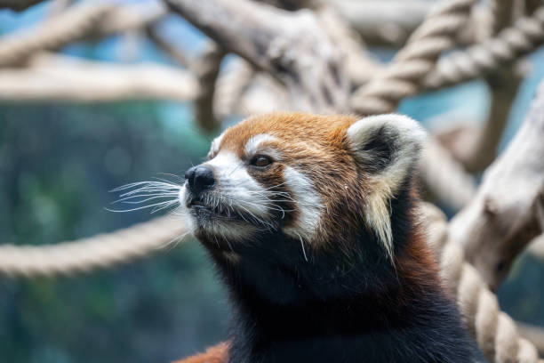 istock Ailurus fulgens 1332787495