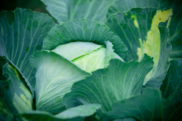 Closeup top view of fresh green cabbage,