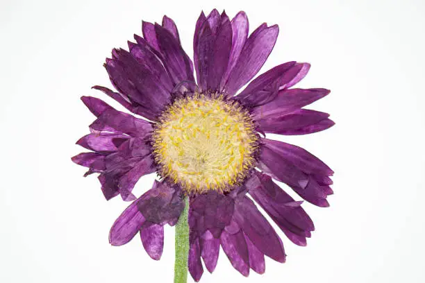 Closeup of a beautiful vibrant purple pressed flower