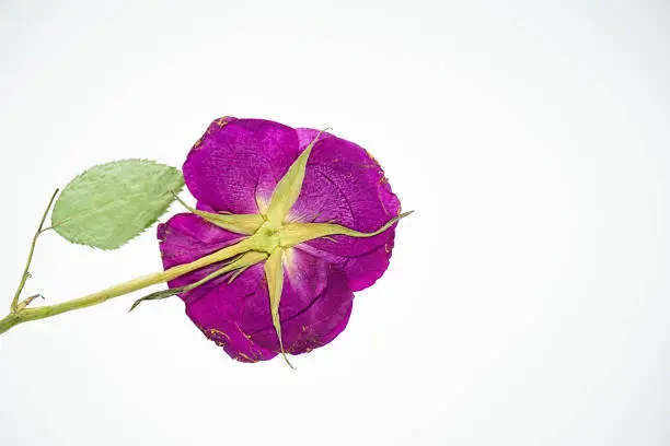 Closeup of a beautiful vibrant purple pressed flower