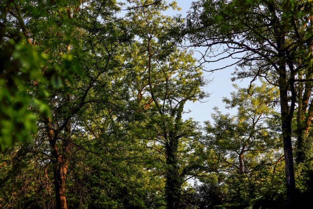 Trees are considered the green lungs of cities. The leaves in the treetops play a particularly important role in regenerating the air. They filter pollutants from the air and provide new oxygen. In summer, they also provide cooling shade.