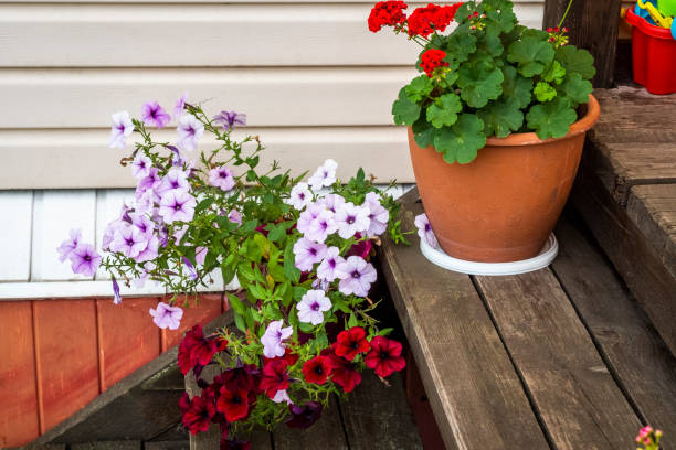 istock Flowers in pots 1332791139