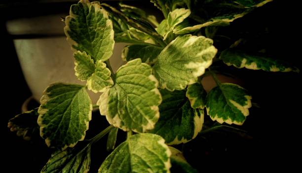 装飾的な植物 - denta ストックフォトと画像