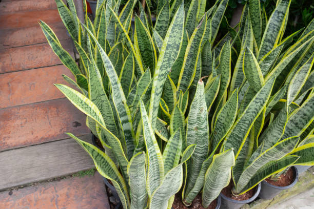 istock Pretty sprinkled varigated garden plant 1332793647