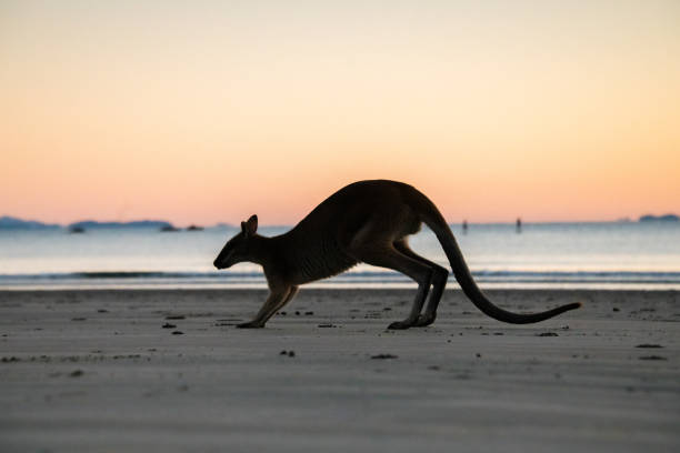 istock Wallaby silhouette at dawn. 1332795479