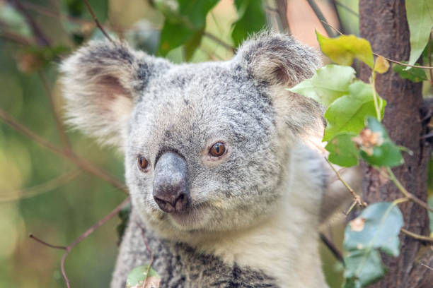 istock Koala's face surrounded by eucalyptus leaves 1332795480