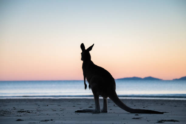 istock Silhouette of kangaroo at dawn 1332795520