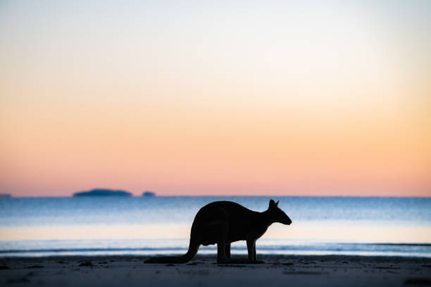 istock Silhouette of a wallaby at dawn 1332796103