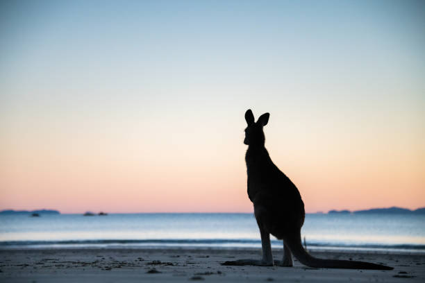 istock Kangaroo looking to the ocean at dawn 1332796105