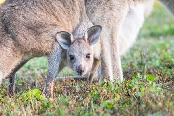 istock Joey’s face in mother’s pouch looking at camera 1332796109