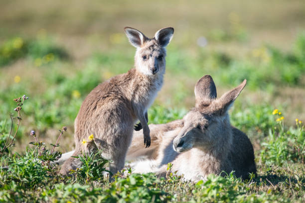 joey stojący przez matkę - kangaroo joey marsupial mammal zdjęcia i obrazy z banku zdjęć