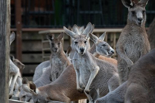 Large group of red kangaroos at a feeding trough all looking up