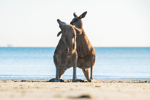 One kangaroo giving the other a back scratch on the beach with the ocean behind them