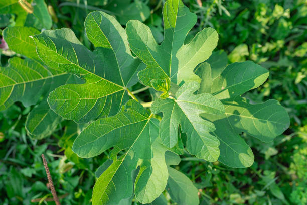 foglie di fico - fig leaf foto e immagini stock