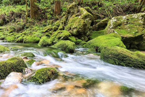 istock A small swamp with mossy rocks rugged natural scenery 1332800402