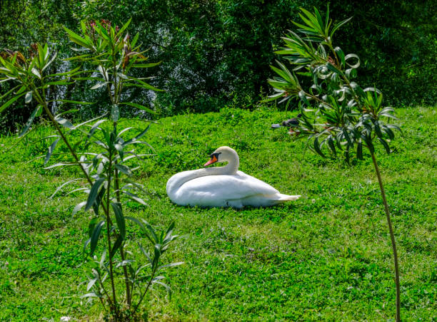 piękny biały łabędź, cygnus olor, siedzi w słońcu na zielonej trawie - swan white grass park zdjęcia i obrazy z banku zdjęć