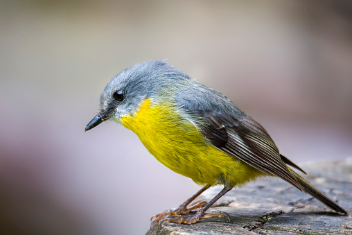 Tiny yellow robin in the Australian bush