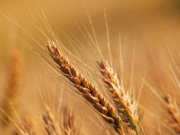 istock Ripe ears of wheat on a field 1332803387