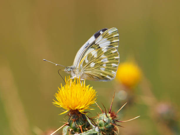 istock Eastern Bath White butterfly, Pontia edusa, on a yellow star-thistle, Centaurea solstitialis 1332803391