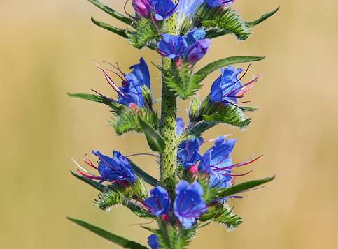 Purple blue flower of Viper's Bugloss or Blueweed on a field in summer, Echium vulgare