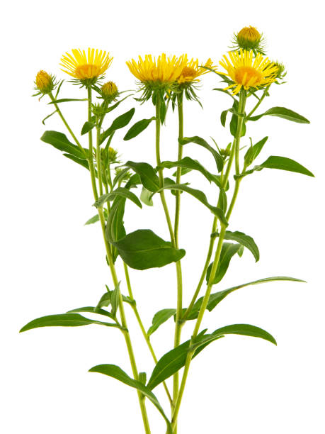 Yellow flower of meadow fleabane or British yellowhead, Inula britannica Yellow flower of meadow fleabane or British yellowhead isolated on white, Inula britannica inula stock pictures, royalty-free photos & images