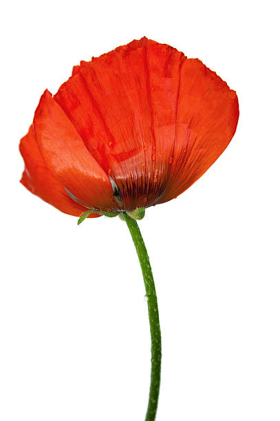 istock Red poppies after a rain, it is isolated on white 133280416