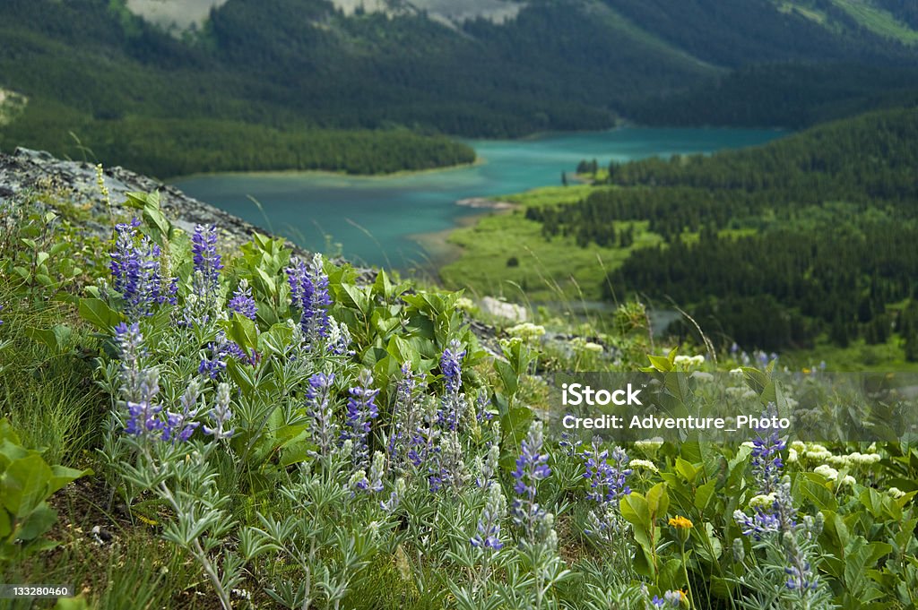 Lupino sulla collina con Lago Parco Nazionale del ghiacciaio Montana - Foto stock royalty-free di Ambientazione esterna