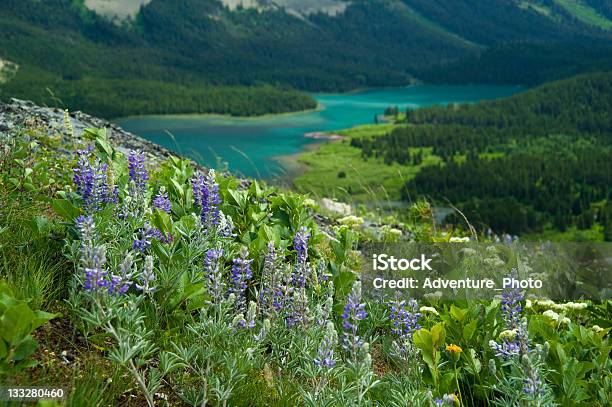 Lupino Sulla Collina Con Lago Parco Nazionale Del Ghiacciaio Montana - Fotografie stock e altre immagini di Ambientazione esterna