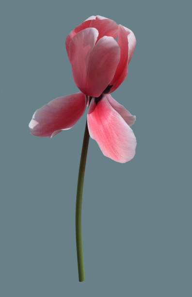istock Pink tulip flower 1332805588
