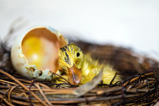Small duckling hatches from the egg