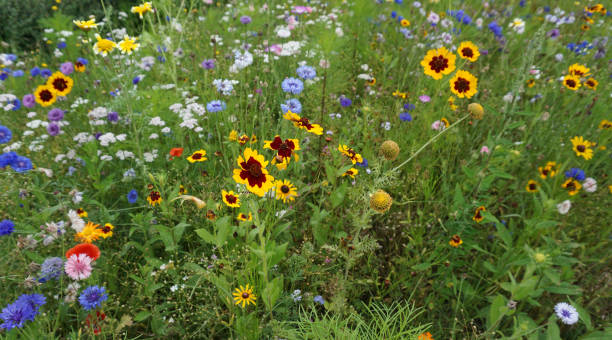 istock Insects attracting flower meadow 1332808025