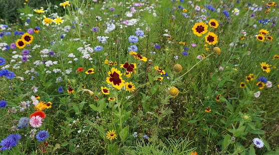 This meadow has been especially planted for insects. Poppies, cornflowers, Coreopsis tinctoria are on this photo.