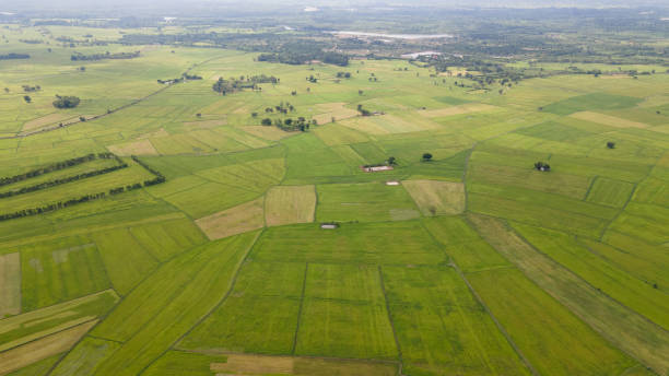 istock Ariel view  of  rice fields in thailand 1332809023