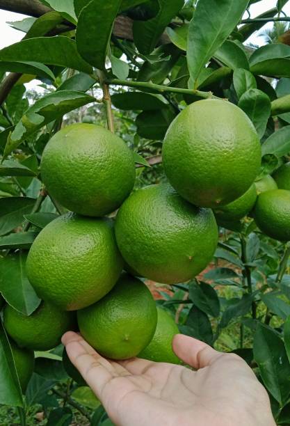 istock A bunch of lemons hanging from the tree. 1332809671