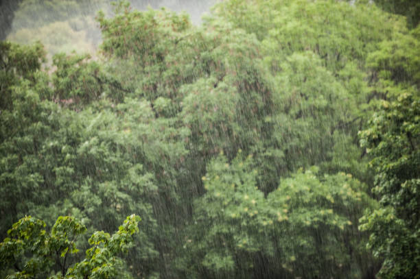 istock Rainy storm day in forest. Green background. Long exposure raindrops 1332810047