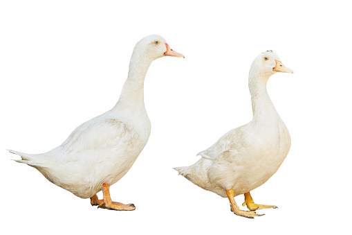 group white pekin ducks isolated on white background. diary duck cut out.
