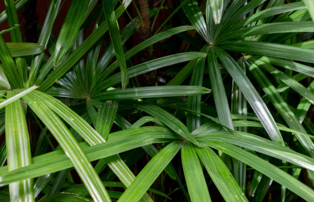 istock Green tropical foliage 1332810913