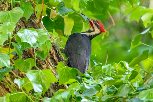 pica-pau empilhado, vancouver, bc, canadá - pileated woodpecker animal beak bird - fotografias e filmes do acervo