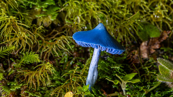 A blue mushroom in Lake Matheson
