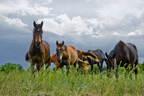 istock Group of horses in the steppe 1332813534