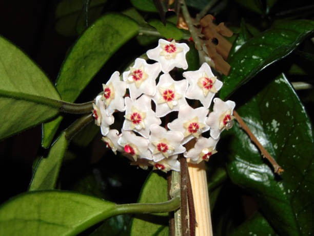 istock Honeyplant (Hoya carnosa) flower - close up 1332813575