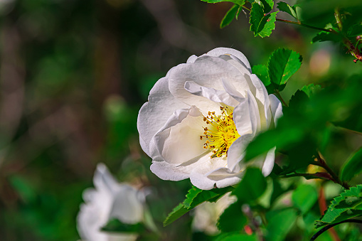 a single white wild rose flower