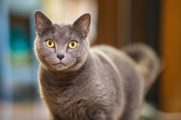 istock Short hair grey cat looking towards camera 1332814770