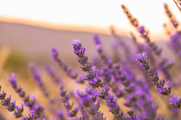 istock Lavender flowers in the lavender garden. 1332818607