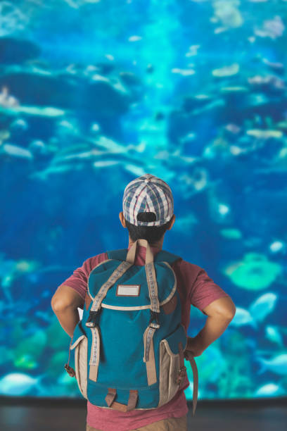A young man with backpack looking at fish in a tank at the aquarium.