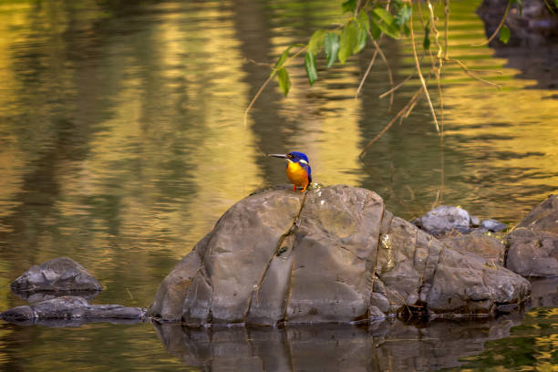 azure kingfisher australischer einheimischer vogel - animals hunting kingfisher animal bird stock-fotos und bilder