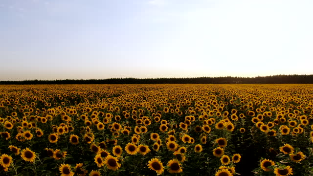 Aerial view of sunflowers field