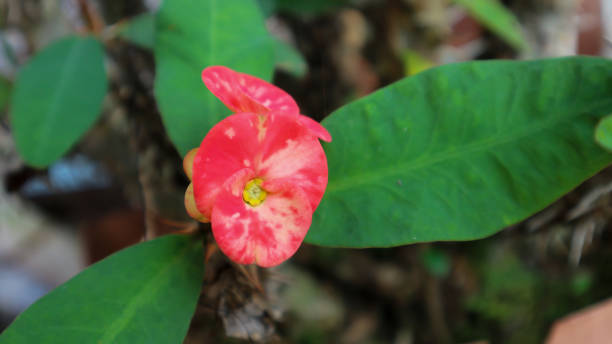 istock Red flower and green leaf. 1332819610