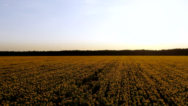 Aerial drone shot, flying over sunflower fields, rising to a wide shot of the entire sunflower field in soft evening light