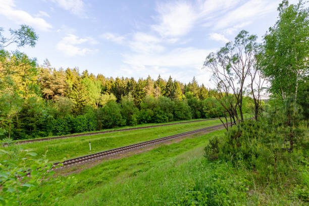 Railway in the summer evening forest. summer evening